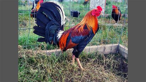 mga lahi ng manok panabong|Yellow Legged Hatch .